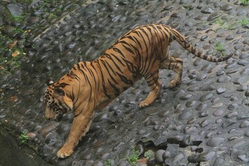 A Bengal tiger walks on the rocks towards the pond