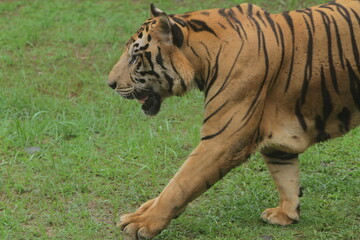 A Bengal tiger walks in the grass in the morning