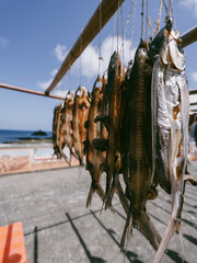 The photo captures the traditional practice of drying flying fish on Lanyu (Orchid Island), Taiwan. This cultural activity is an integral part of the indigenous Tao people's heritage, reflecting their