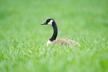 Head of Canada goose in the green grass in the field in spring.