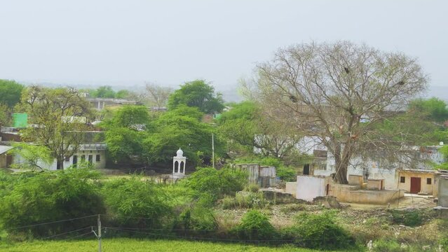 Pan shot of a village covered with green foliage and old trees in chambal valley of morena india