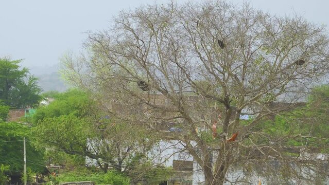 An old dried tree with bird nests and honeycombs in a village of chambal valley of morena india