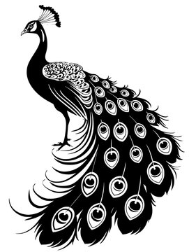 Elegant Peacock Vector Illustration,  Stylized black and white vector illustration of an elegant peacock with detailed plumage in a graceful pose.