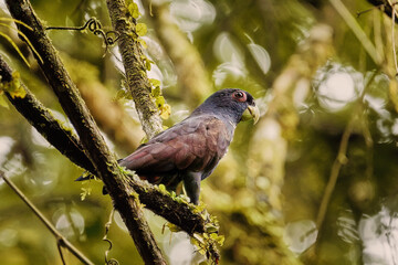Close-up of a Bronze winged parrot Pionus chalcopterus