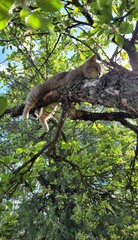 A cute kitten is resting on a tree branch