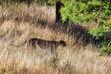 Africa Safari