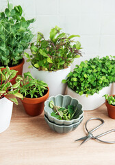 Indoor Herb Garden Kit With Fresh Green Plants