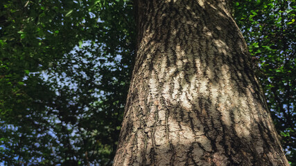 Under the shade of a big tree. Sunlight on the bark of an old tree trunk. Sustainability for...