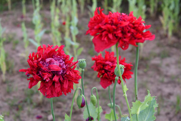 Beautiful red opium poppy flower closeup, blooming in the cultivation field, Flowering opium poppy field, in Latin papaver somniferum, red colored poppy is grown in Chakwal, Punjab, Pakistan
