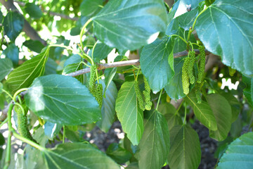 Fresh and organic mulberry fruits. Mulberry tree with ripe fruits in summer, Long mulberry on tree,...