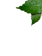 flower leaf texture transparent white isolation background, cool green color