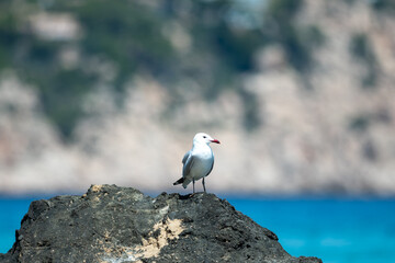 Seagull on the beach coast in Ibiza in summer.
