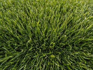 Fototapeta premium green grass background