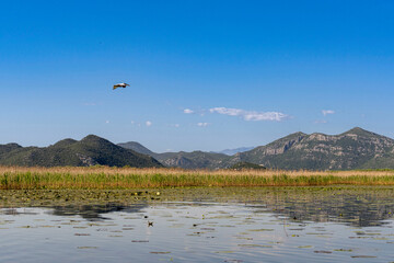 Montenegro - Transparent Clear water that has preserved the virgin primeval nature of Lake Virpazar!