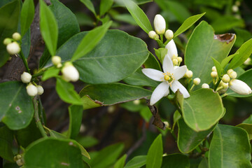 Blossoming orange tree flowers, orange blossoms, Spring harvest, closeup of Orange tree branches...