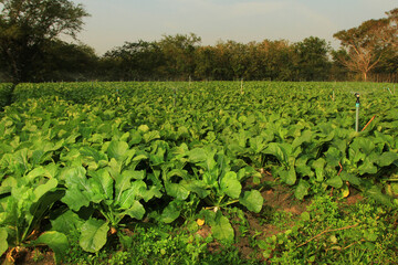 Water sprayed from the sprinkler of automatic watering agricultural system background in Thailand
