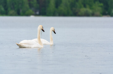 Two Graceful white Swans swimming in the lake, swans in the wild