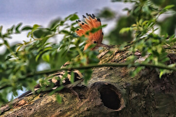 Wiedehopf bei der Fütterung © Mitschi