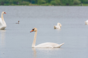 Fototapeta premium Graceful white Swan swimming in the lake, swans in the wild. Portrait of a white swan swimming on a lake.