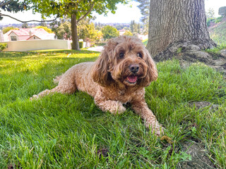 Fototapeta premium Cute Fluffy Cavapoo Dog on the Grass in a Park