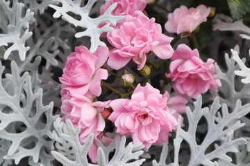 ピンクのバラとシロタエギク　横撮影