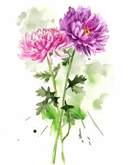 A simple watercolor painting featuring purple and pink chrysanthemum flowers.