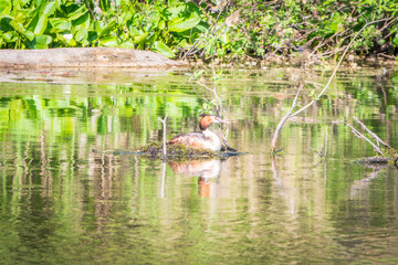 Great Crested Grebe, Podiceps cristatus, water bird sitting on the nest, nesting time on the green lake