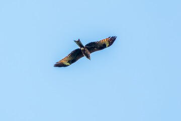 The bird of prey Black Kite flying in blue Sky