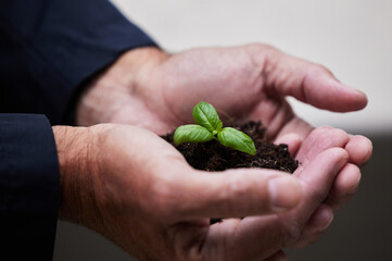 Hands, seedling and plant with soil for growth, startup or company for future investment....