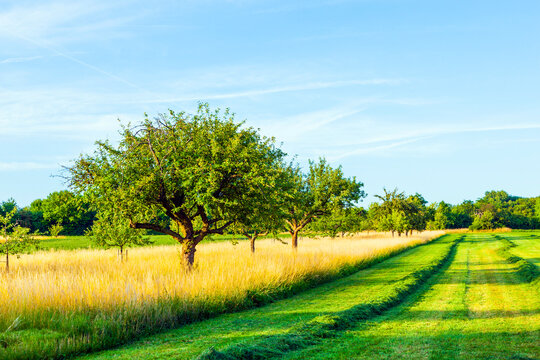 beautiful typical speierling apple tree in meadow for the german drink applewine