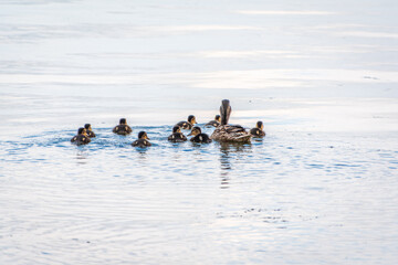 A family of ducks, a duck and its little ducklings are swimming in the water. The duck takes care of its newborn ducklings. Mallard, lat. Anas platyrhynchos
