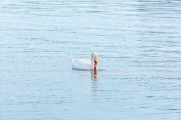 Graceful white Swan swimming in the lake, swans in the wild. Portrait of a white swan swimming on a lake.