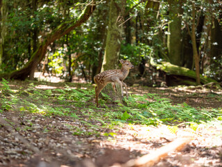【奈良公園】小さな鹿の赤ちゃん