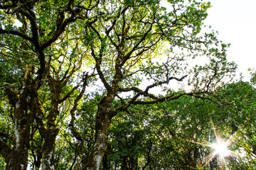 Sun through the forest