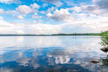 Graceful white Swans swimming in the lake, swans in the wild