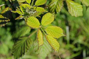 green leaves in spring