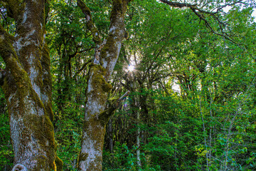 Fototapeta premium trees in the forest