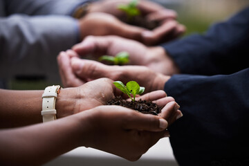 Hands, seedling and plant with soil for growth, startup or company for future investment. Entrepreneurship, sustainability and teamwork for accountability, hope or agriculture for environment support