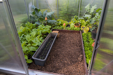Greenhouse in the garden with many plants, lettuce, lamb's lettuce, chard, lettuce, colrabi...