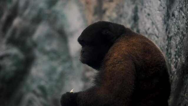 Furry Black Titi Monkey Feeding In Amazon Jungle. Selective Focus Shot