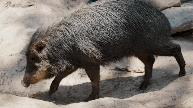 Chacoan peccary Or Tagua Species Catagonus Animal In A Zoo Park. Slow Motion Shot
