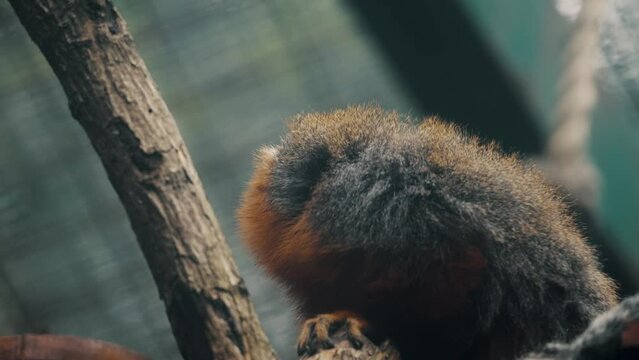 Red Titi Monkey In The Amazon Rainforest Of South America. Close-up Shot