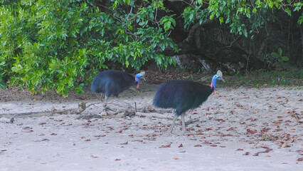 pair of southern cassowaries foraging along the beach at etty bay of north queensland, australia