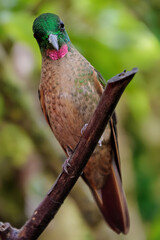 Fawn-breasted Brilliant - Heliodoxa rubinoides, beautiful green and brown hummingbird. A portrait of a hummingbird sitting on a branch in a rainforest.
