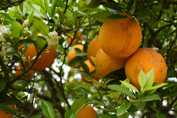 ripe oranges on tree, close-up of a beautiful orange tree with orange, fruit hanging on a tree, Close-up of ripe oranges hanging on a tree in an orange plantation garden, Chakwal, Punjab, Pakistan