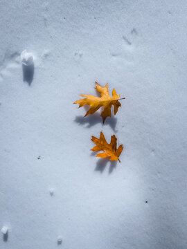 Autumn Snow