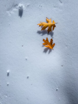 Autumn Snow