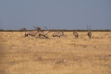 Orix Antelope near Street Namibia Africa Red Sand