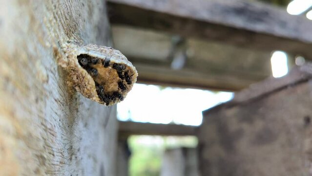 Stingless bee colony, several worker bees appear on the edge of the nest, Tetragonula biroi.