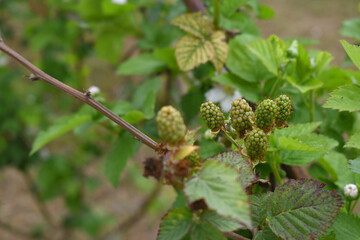 Natural food - fresh unripe blackberries in a garden. Bunch of unripe blackberry fruit, Rubus fruticosus - on branch with green leaves on a farm. Closeup, blurred background. Chakwal, Punjab, Pakistan